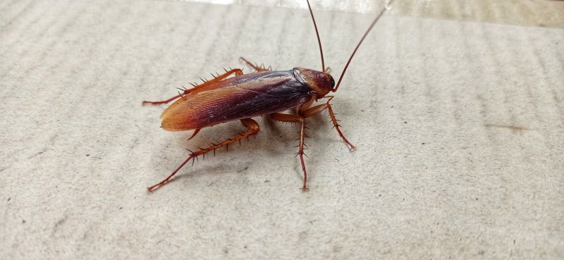 Roach Fumigation in Cumming, GA